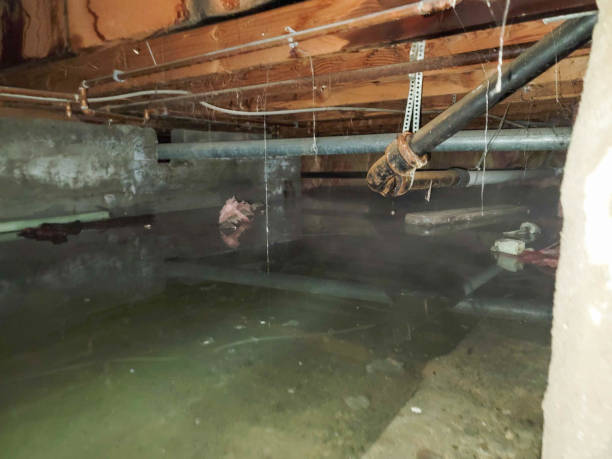 Best Water damage contractors near me  in Lillian, AL