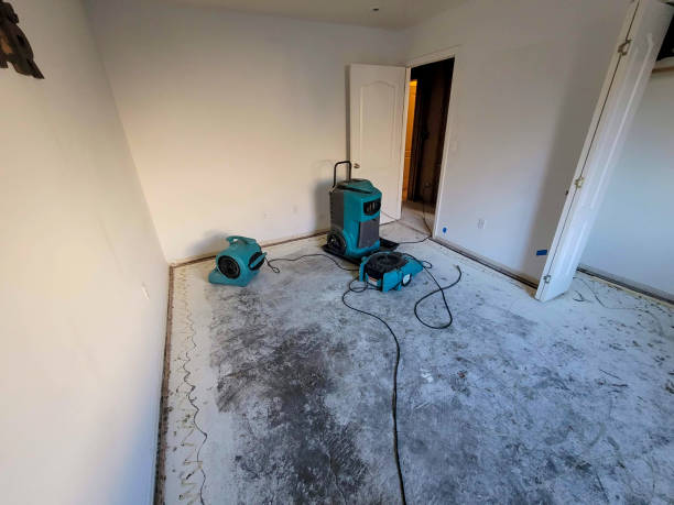Best Basement water damage restoration  in Lillian, AL